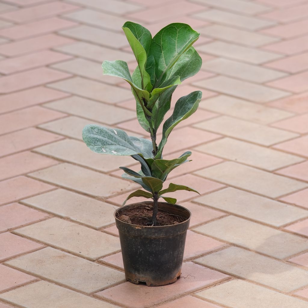Fiddle-Leaf Fig / Ficus Lyrata (~ 1 Ft) in 4 Inch Nursery Pot Fiddle-Leaf Fig / Ficus Lyrata (~ 1 Ft) in 4 Inch Nursery Pot