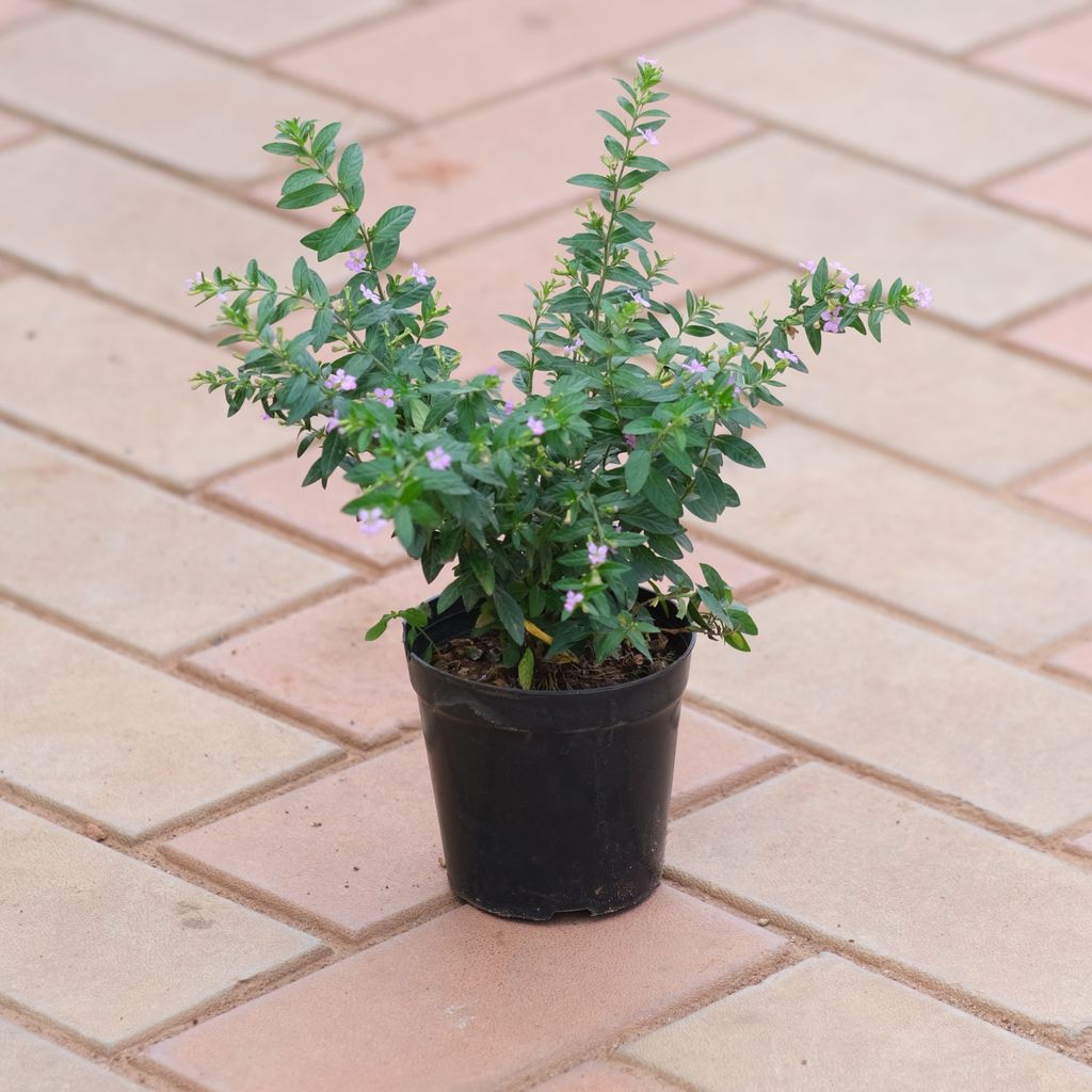 Cuphea / False Heather (any colour) in 4 Inch Nursery Pot Cuphea / False Heather (any colour) in 4 Inch Nursery Pot