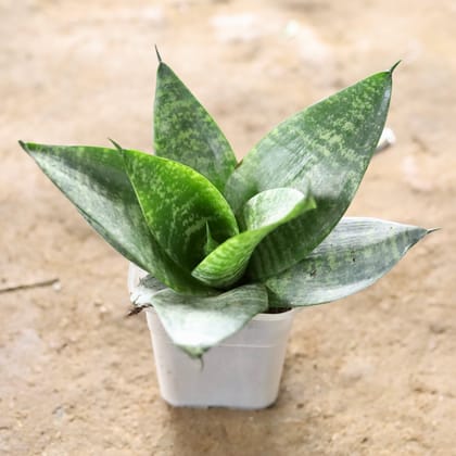 Buy Snake Green in 4 Inch Translucent Glass Plastic Pot Online | Urvann.com
