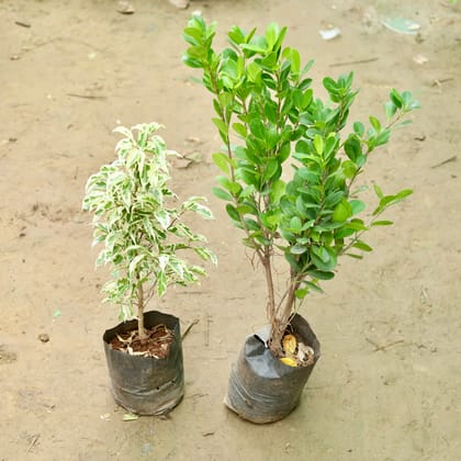 Buy Set of 2 - Ficus (Starlight & Green) in 7 Inch Nursery Bag Online | Urvann.com