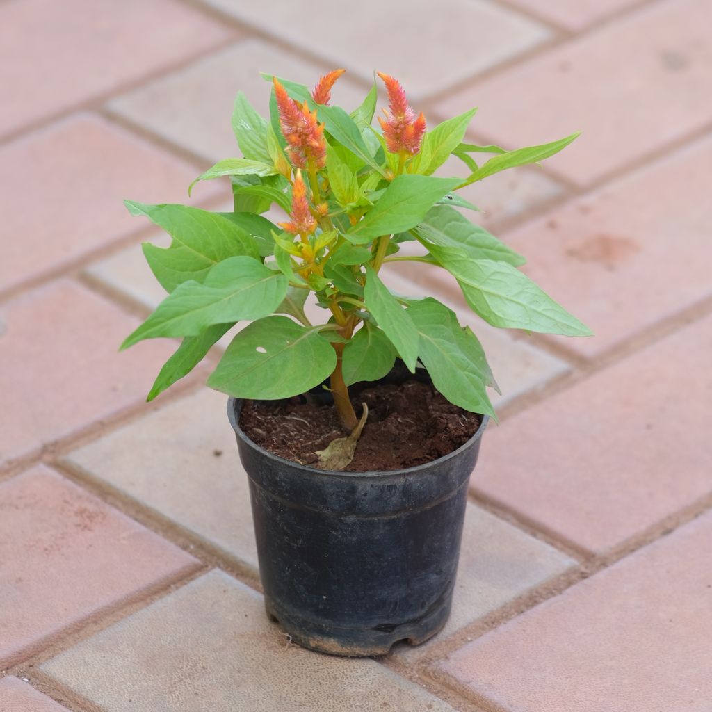 Celosia / Cockscomb Orange in 4 Inch Nursery Pot