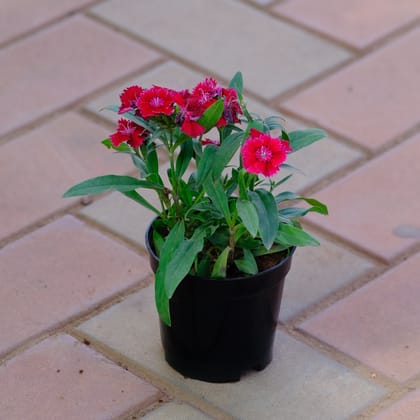 Buy Dianthus Red in 4 Inch Nursery Pot Online | Urvann.com