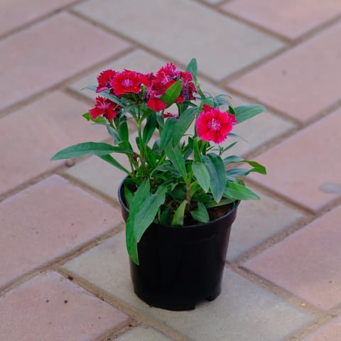Dianthus (any color) in 4 Inch Nursery Pot
