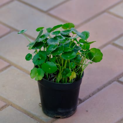 Buy Brahmi Dollar in 4 Inch Nursery Pot Online | Urvann.com