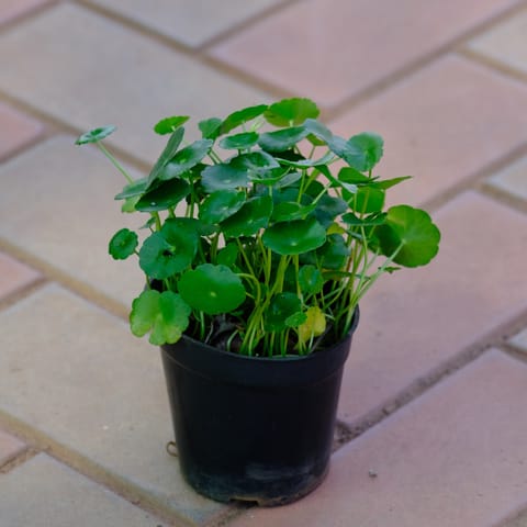 Brahmi Dollar / Pennywort in 4 Inch Nursery Pot