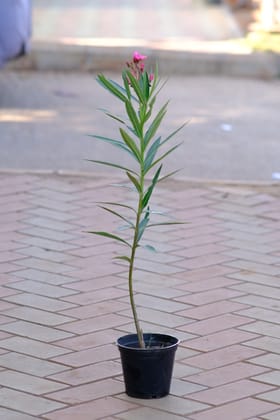 Buy Kaner / Oleander Pink in 4 Inch Nursery Pot Online | Urvann.com