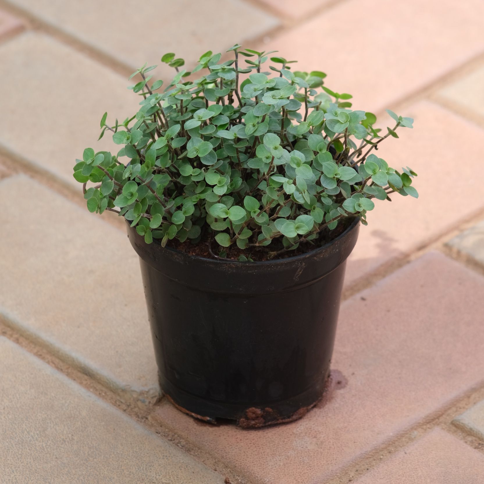 Black Vine in 5 Inch Nursery Pot