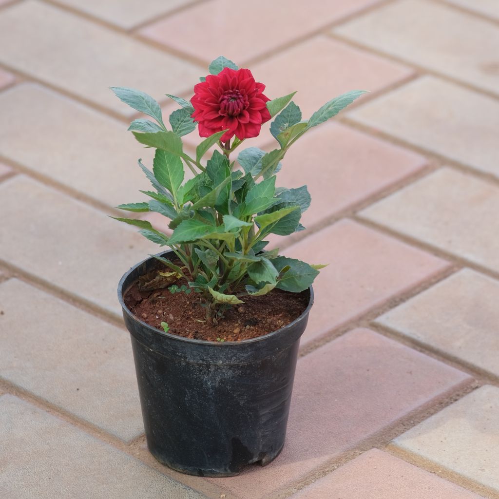 Dahlia Red in 5 Inch Nursery Pot