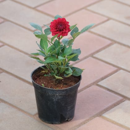 Buy Dahlia Red in 5 Inch Nursery Pot Online | Urvann.com