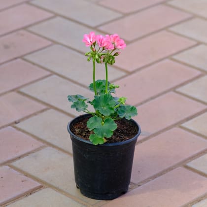 Buy Geranium Pink in 4 Inch Nursery Pot Online | Urvann.com