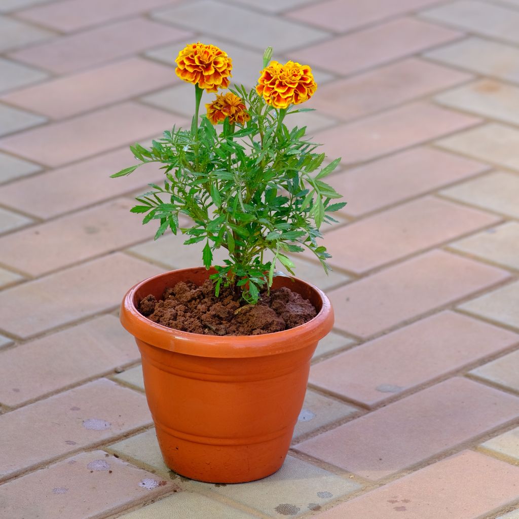 Marigold / Genda French Orange in 7 Inch Classy Brown Plastic Pot