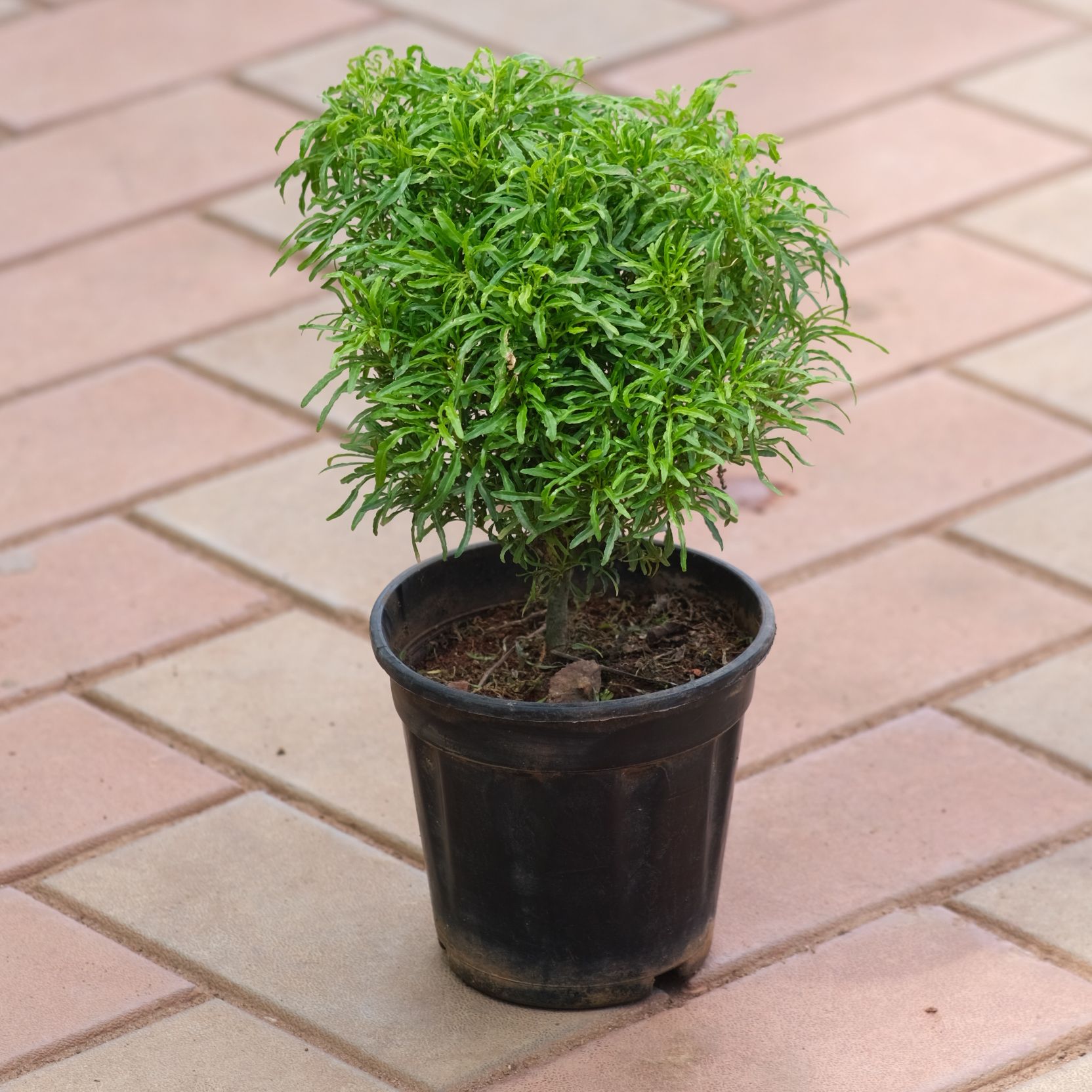 Aralia Green in 5 Inch Nursery Pot