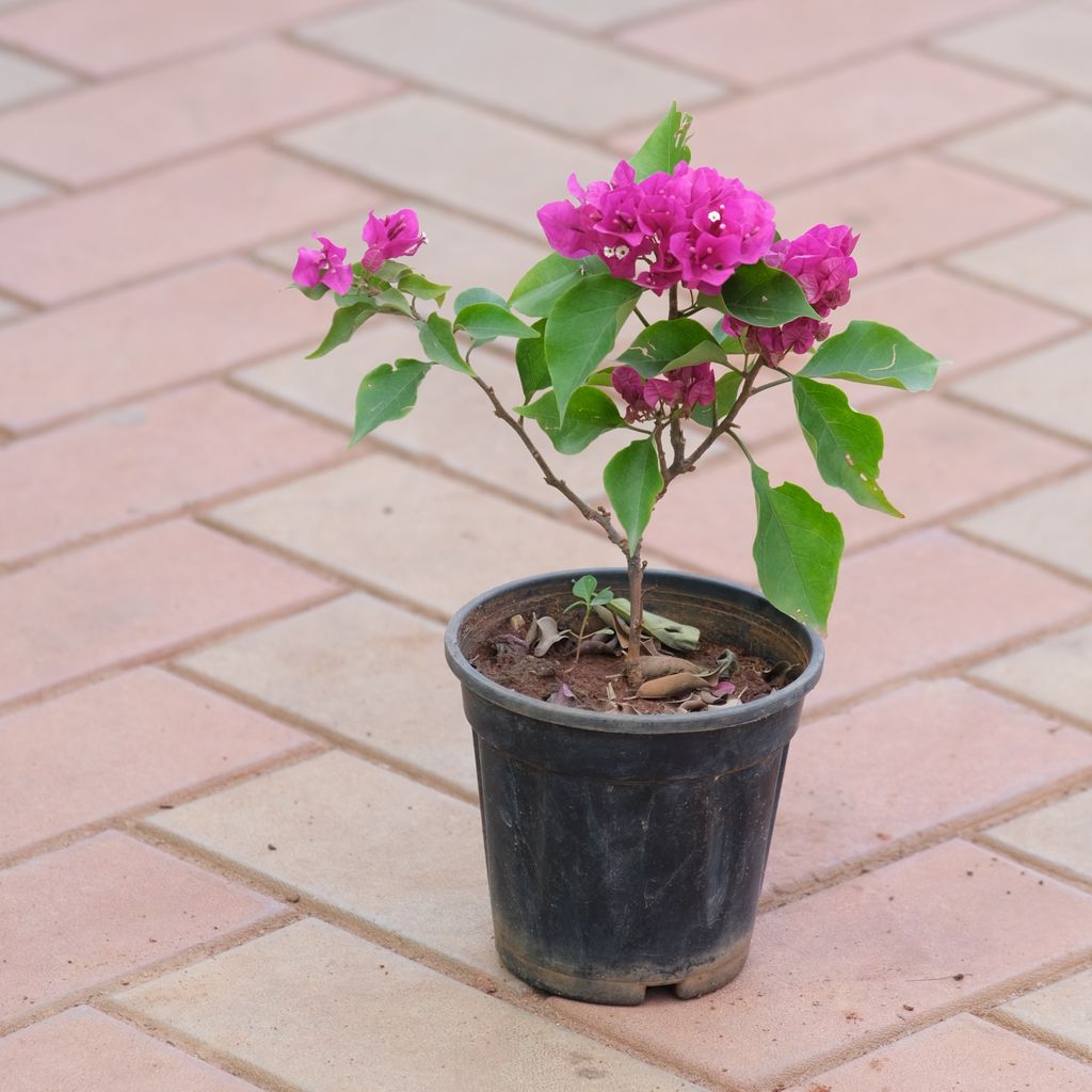 Bougainvillea Pink in 5 Inch Nursery Pot