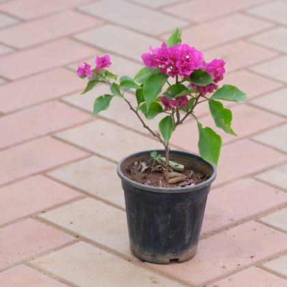 Buy Bougainvillea Pink in 5 Inch Nursery Pot Online | Urvann.com