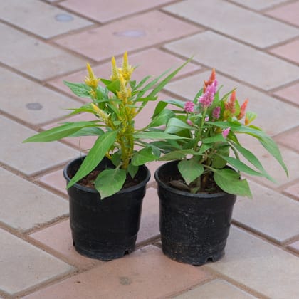 Buy Set of 2 - Celosia (Yellow & Pink) in 4 Inch Nursery Pot Online | Urvann.com