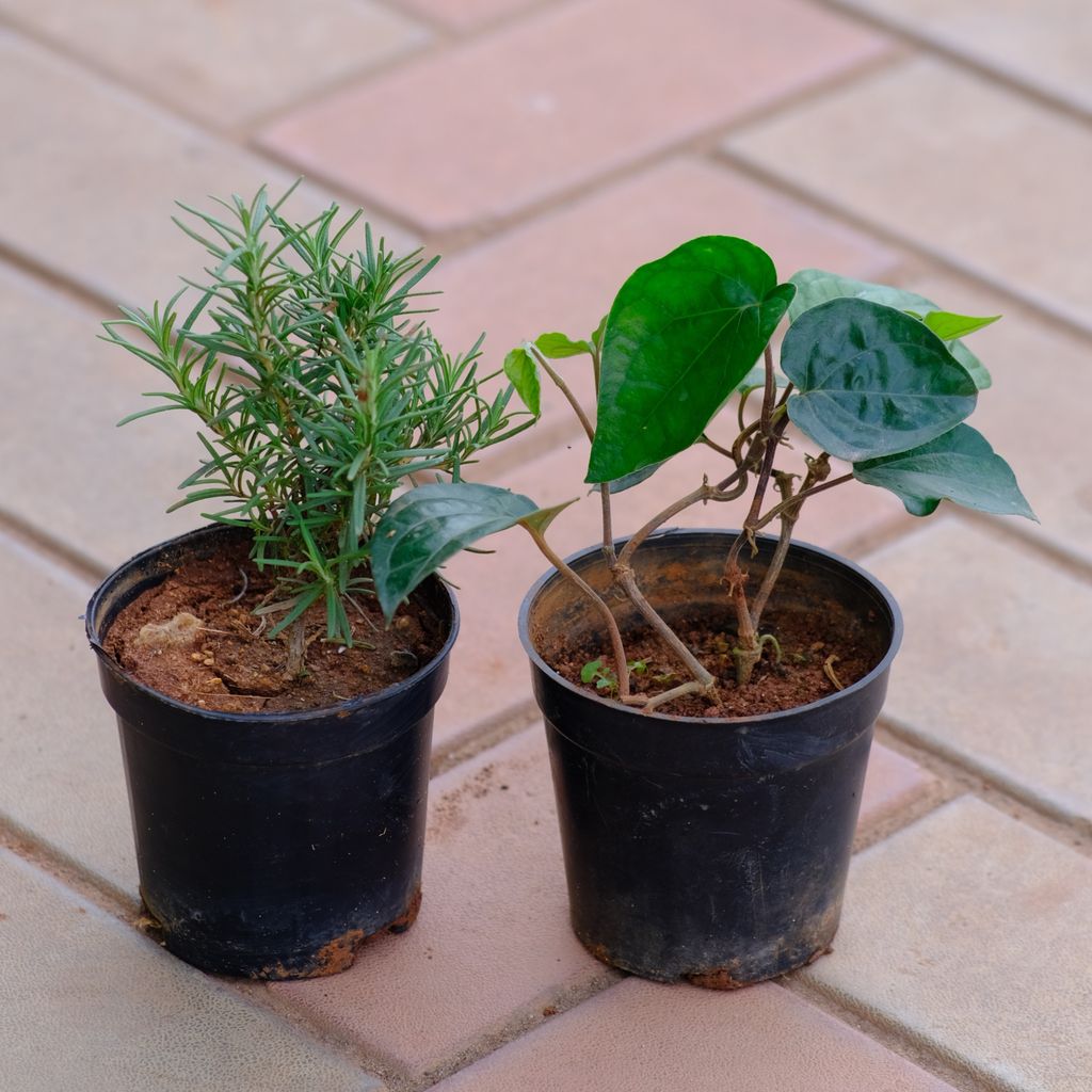 Set of 2 - Rosemary & Paan in 4 Inch Nursery Pot