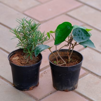 Buy Set of 2 - Rosemary & Paan in 4 Inch Nursery Pot Online | Urvann.com