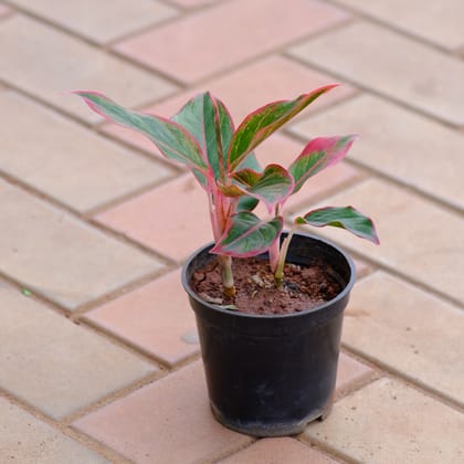 Buy Aglaonema Lipstick in 4 Inch Nursery Pot Online | Urvann.com