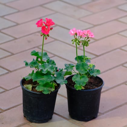 Buy Set of 2 - Geranium (Pink & Red) in 4 Inch Nursery Pot Online | Urvann.com
