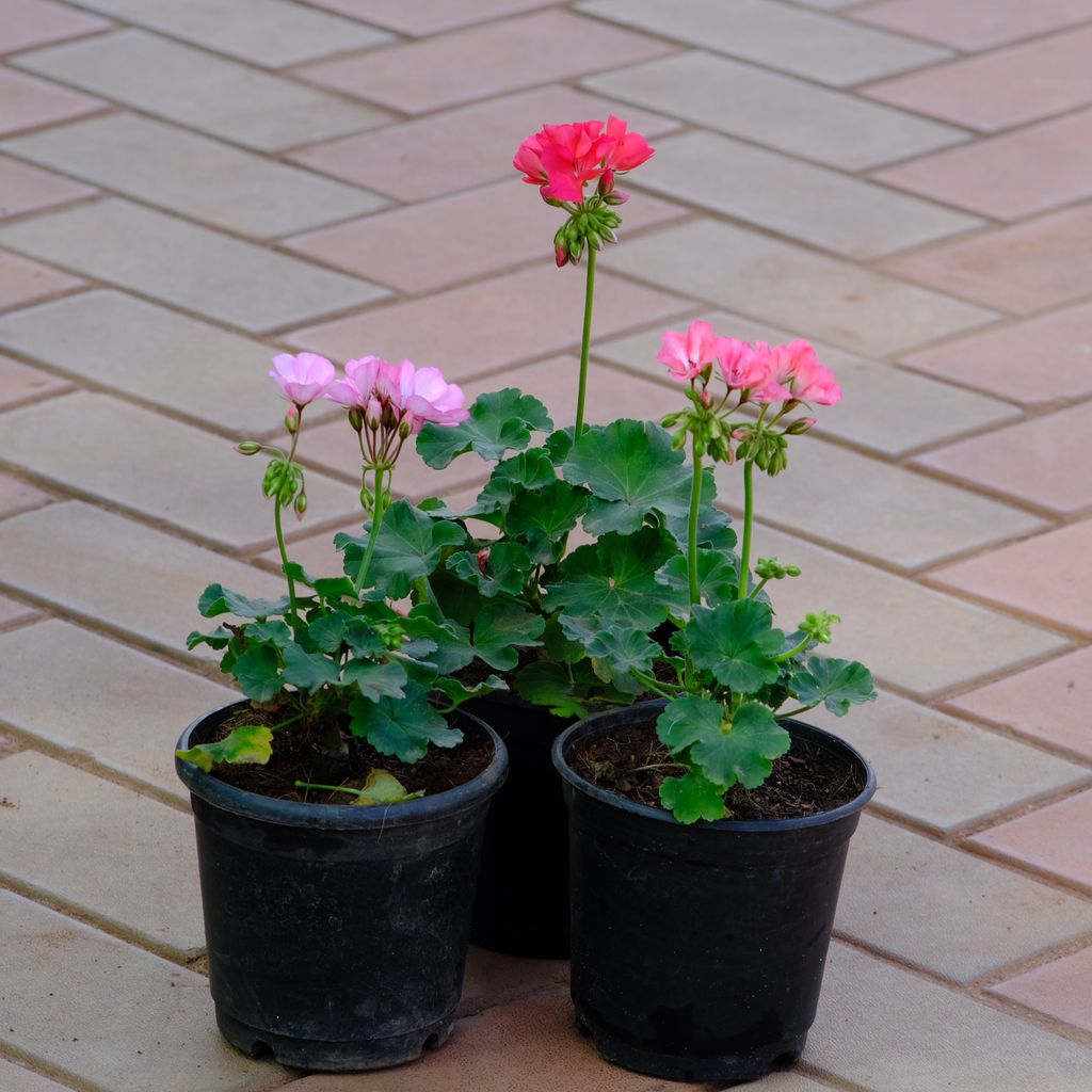 Buy Set of 3 - Geranium (any colour) in 4 Inch Nursery Pot Online | Urvann.com Set of 3 - Geranium (any colour) in 4 Inch Nursery Pot
