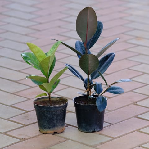 Set of 2 - Rubber (Green Variegated & Black) in 5 Inch Nursery Pot