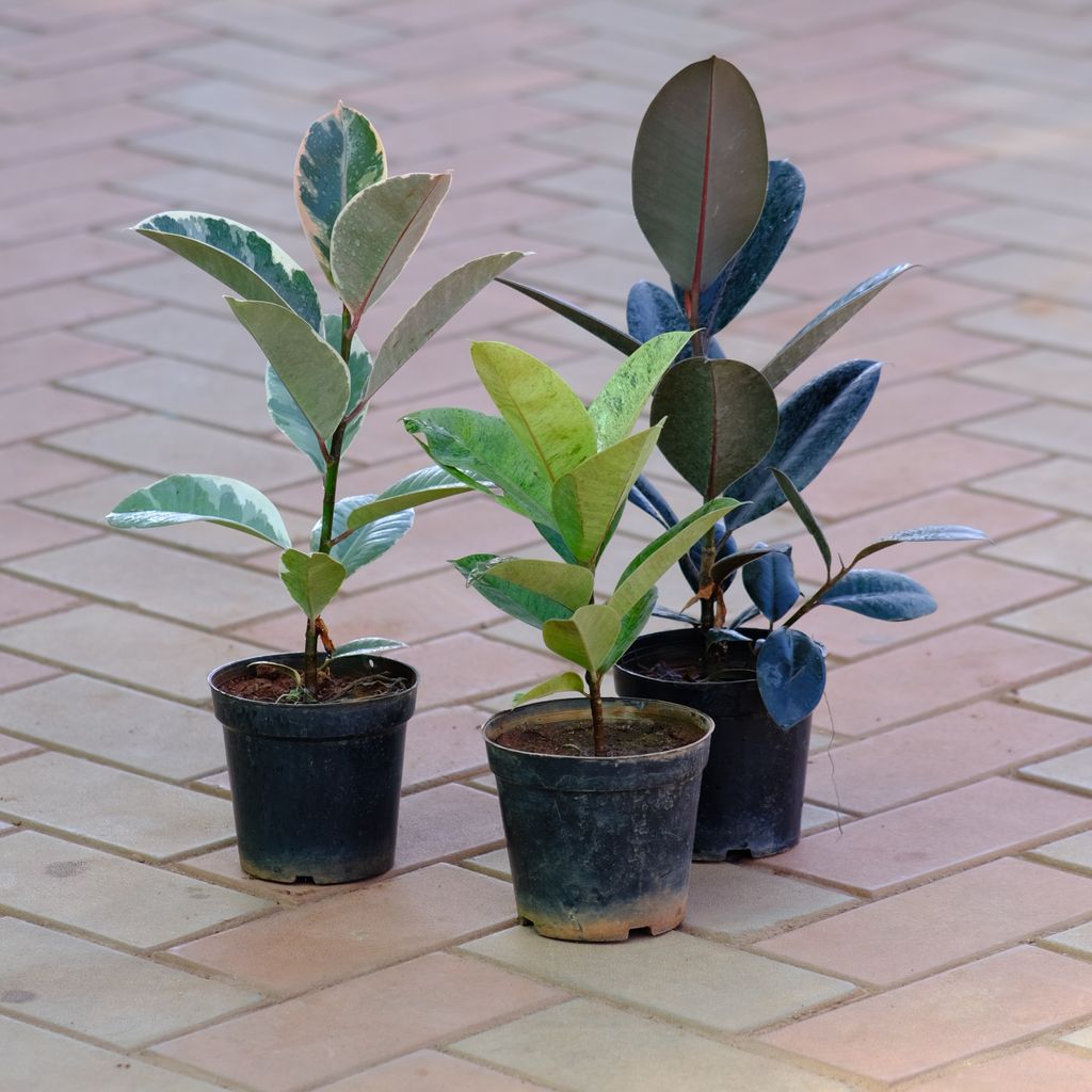 Buy Set of 3 - Rubber Plant (Black, Variegated White & Variegated Green) in 5 Inch Nursery Pot Online | Urvann.com Set of 3 - Rubber Plant (Black, Variegated White & Variegated Green) in 5 Inch Nursery Pot