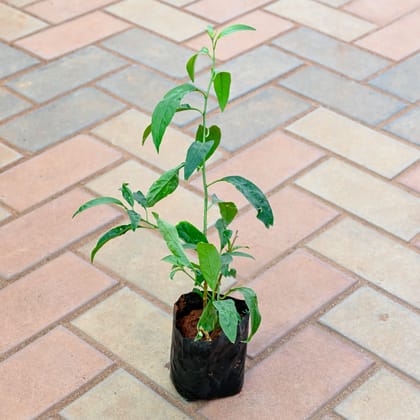 Raat Ki Rani / Night Blooming Jasmine (any colour) in 4 Inch Nursery Bag