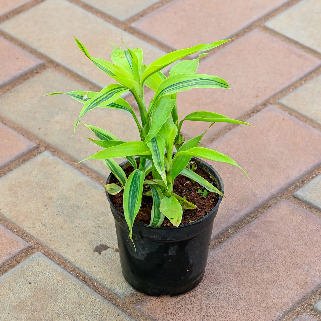 Lucky Bamboo Soil Golden in 4 Inch Nursery Pot