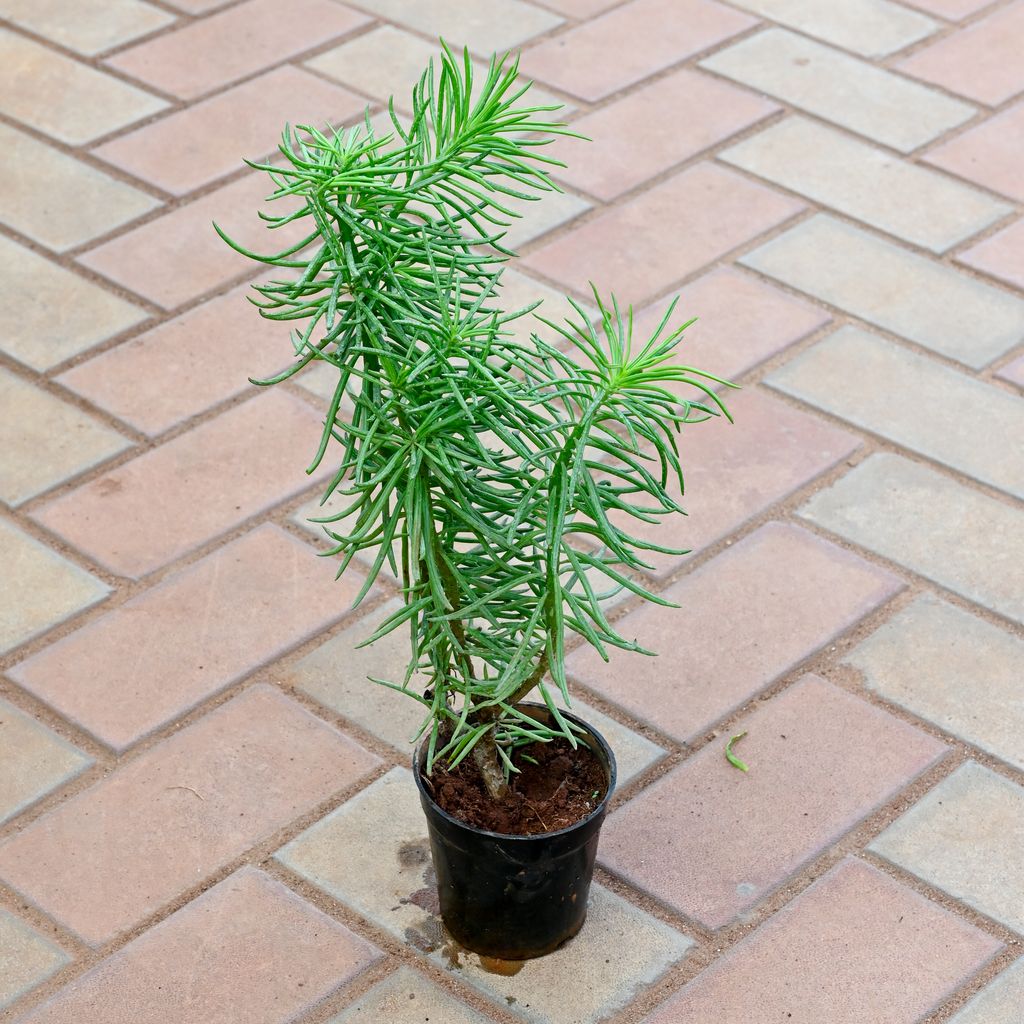 Pine Succulent in 4 Inch Nursery Pot Pine Succulent in 4 Inch Nursery Pot
