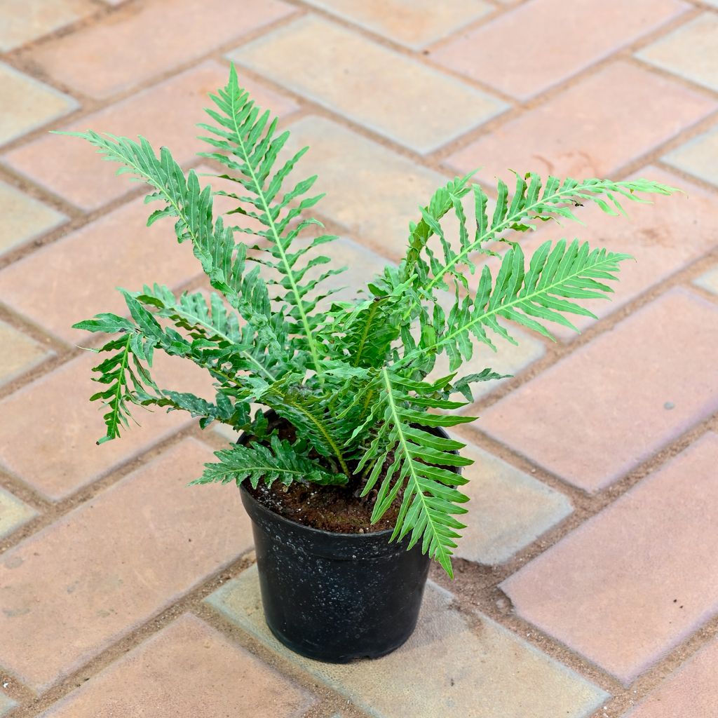 Bird Nest Fern in 4 Inch Nursery Pot Bird Nest Fern in 4 Inch Nursery Pot