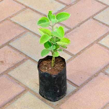 Ajwain in 4 Inch Nursery Bag