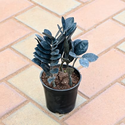 Black Zz in 4 Inch Nursery Pot
