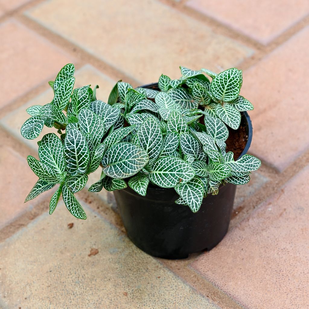 Fittonia in 5 Inch Nursery Pot Fittonia in 5 Inch Nursery Pot