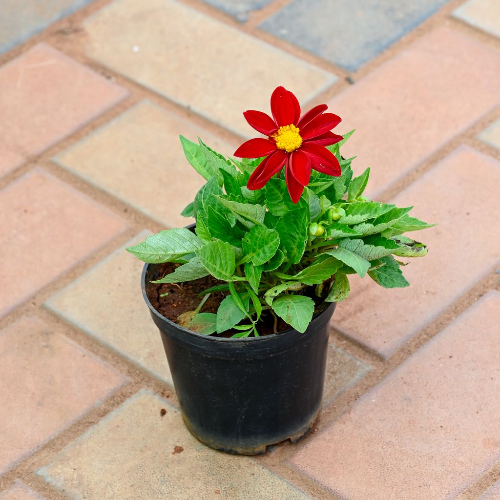 Dahlia in 4 Inch Nursery Pot (Any Colour)