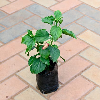 Hibiscus / Gudhal (any colour) in 4 Inch Nursery Bag