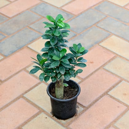 Ficus Bonsai in 3 Inch Nursery Bag