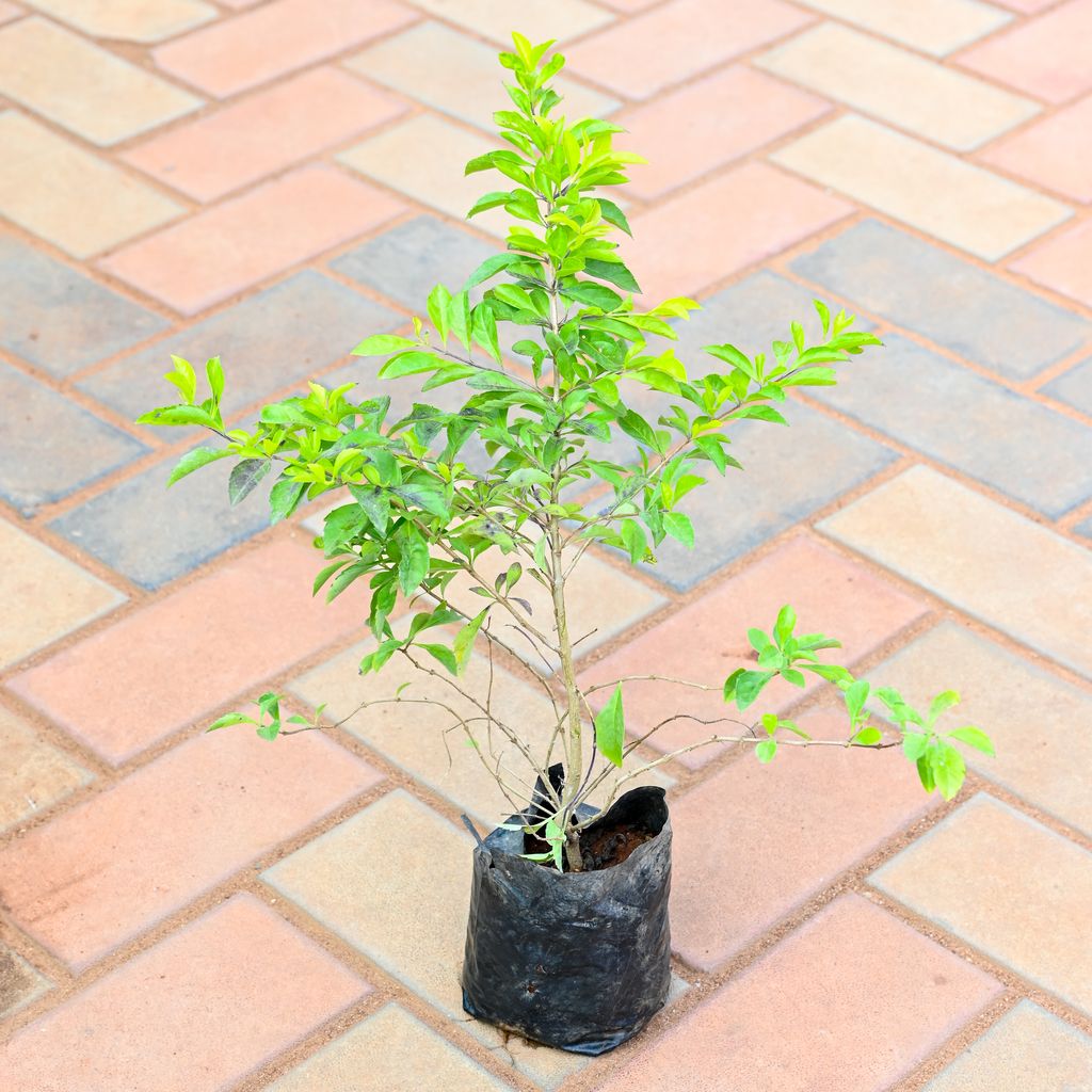 Duranta in 4 Inch Nursery Bag Duranta in 4 Inch Nursery Bag