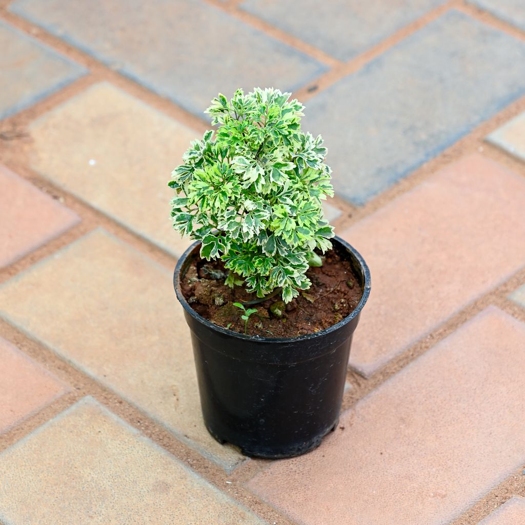 Aralia White in 4 Inch Nursery Pot Aralia White in 4 Inch Nursery Pot