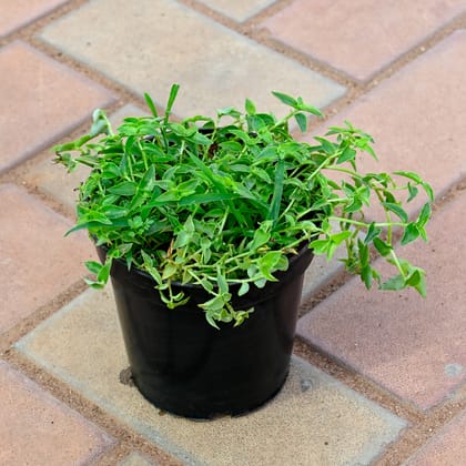 Buy Turtle Vine in 4 Inch Nursery Pot Online | Urvann.com