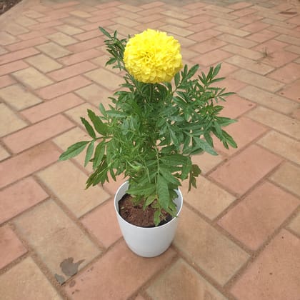 Buy Marigold (any colour) in 6 Inch Premium Plastic Pot (any colour) Online | Urvann.com