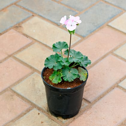 Buy Geranium Light Pink in 4 Inch Nursery Pot Online | Urvann.com
