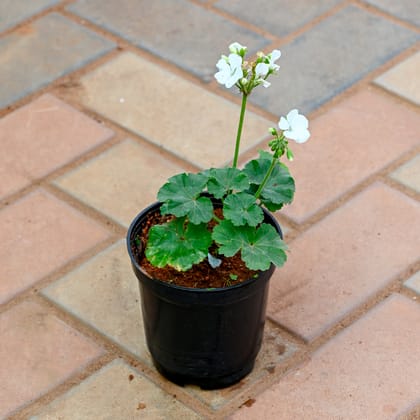 Buy Geranium White in 4 Inch Nursery Pot Online | Urvann.com