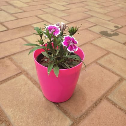 Buy Dianthus (any colour) in 6 Inch Premium Plastic Pot (any colour) Online | Urvann.com