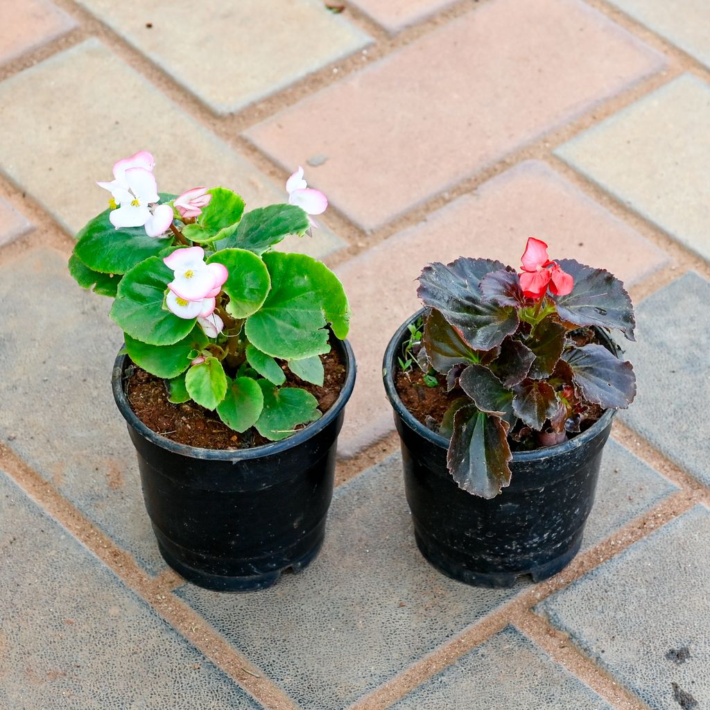 Buy Set of 2 - Begonia (Red & Light- Pink) in 4 Inch Nursery Pot Online | Urvann.com Set of 2 - Begonia (Red & Light- Pink) in 4 Inch Nursery Pot