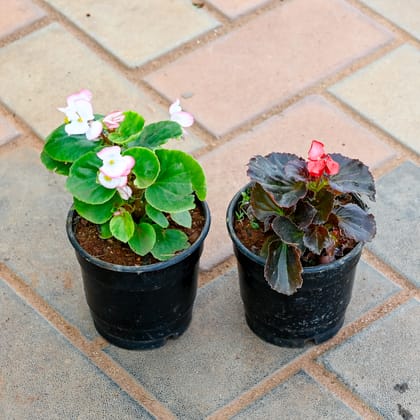 Buy Set of 2 - Begonia (Red & Light- Pink) in 4 Inch Nursery Pot Online | Urvann.com
