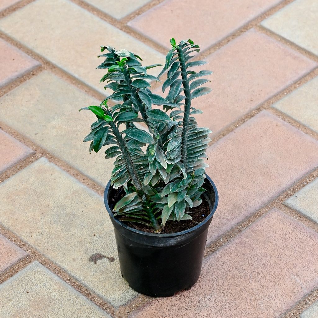 Pedilanthus / Devil's Backbone Black in 3 Inch Nursery Pot