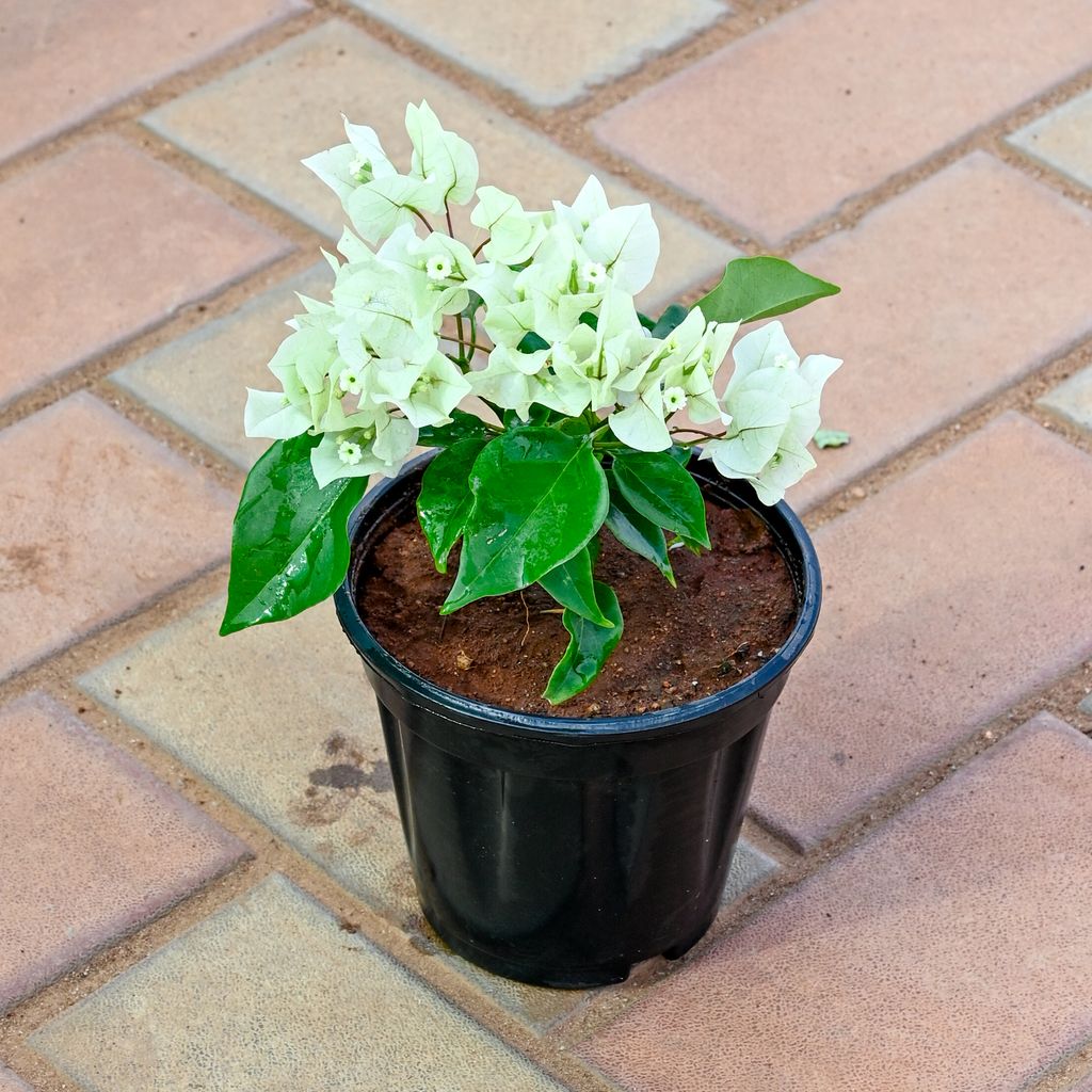 Buy Bougainvillea White in 5 Inch Nursery Pot Online | Urvann.com Bougainvillea White in 5 Inch Nursery Pot