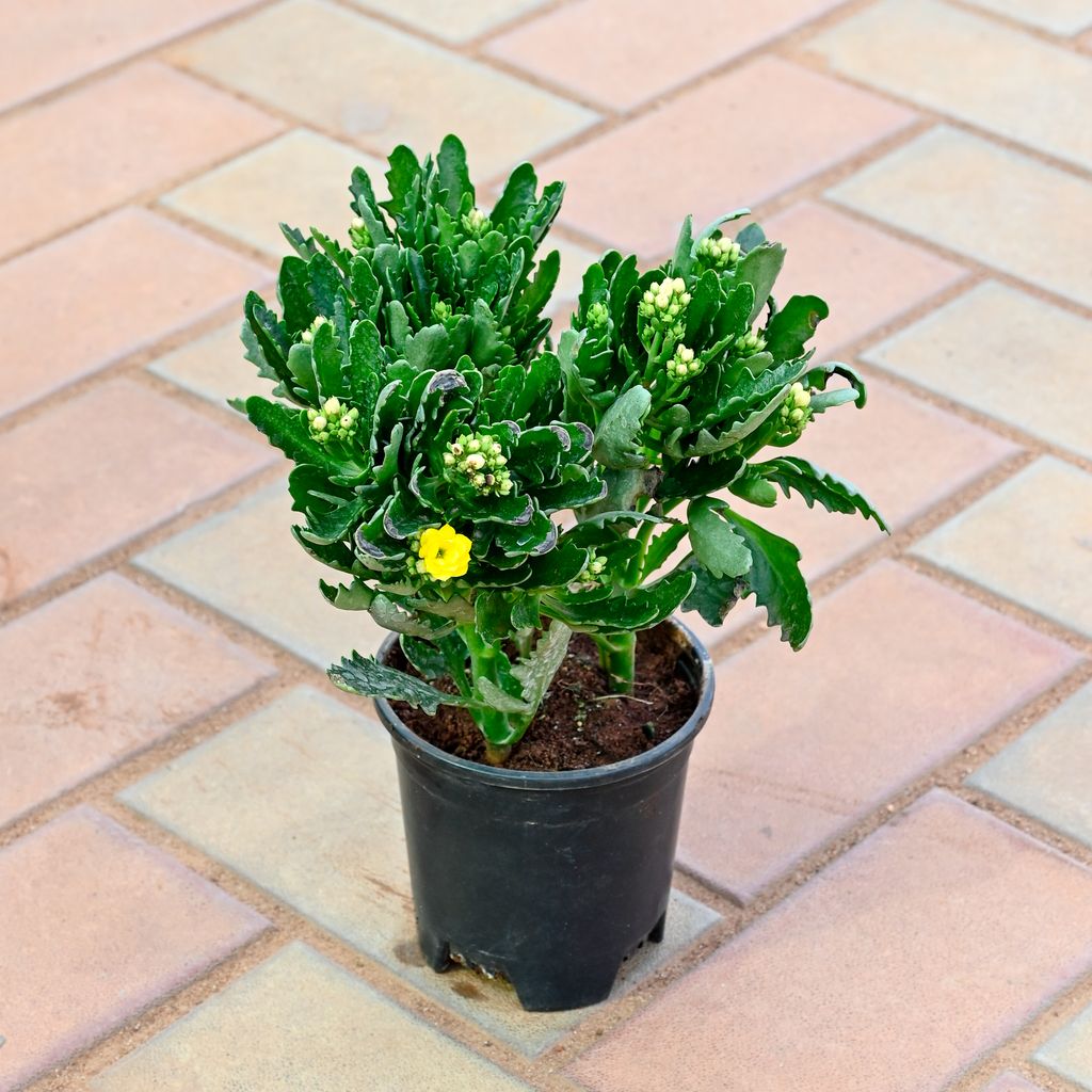 Kalanchoe Yellow Succulent in 4 Inch Nursery Pot