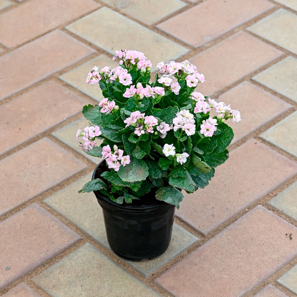 Kalanchoe Light Pink Succulent in 4 Inch Nursery Pot