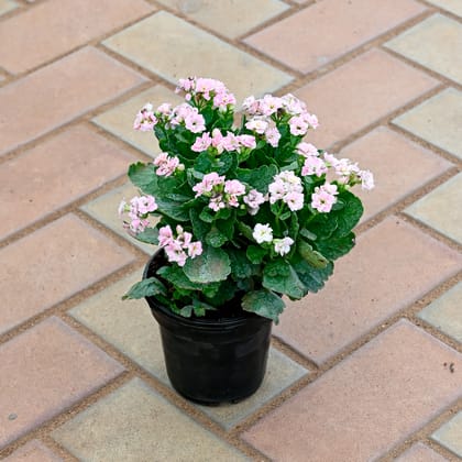 Buy Kalanchoe Light Pink Succulent in 4 Inch Nursery Pot Online | Urvann.com